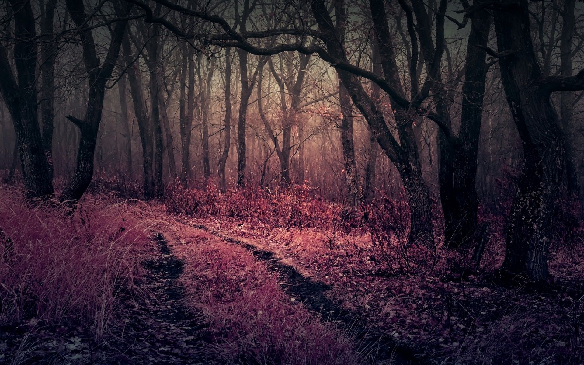1920x1200 Purple Heaven in Forest Wallpaper, 1280x1024 Resolution HD 4k Wallpaper, Image, Background, Photos and Picture