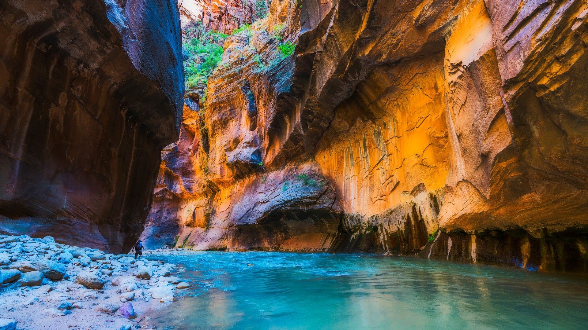 1920x1080 Wallpaper USA, Zion National Park, river, nature, water, rocks, canyon, plants for mobile and desktop, section природа, resolution 1920x1080