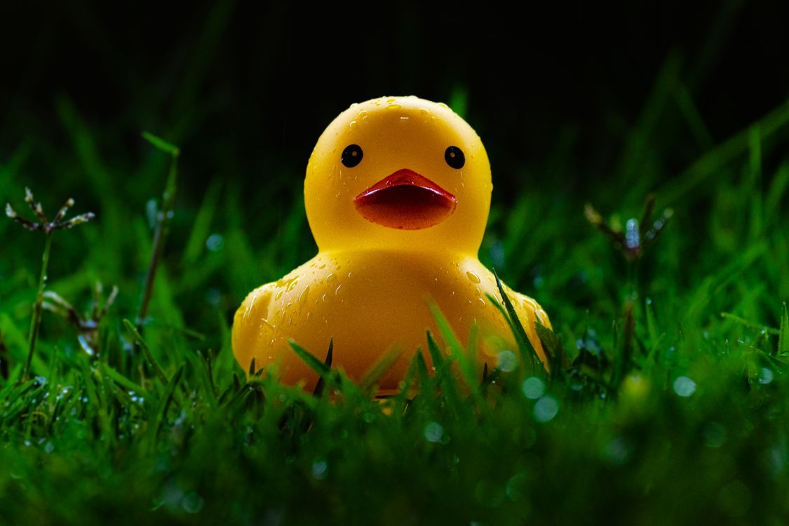 1125x750 A Close Up Shot Of A Wet Rubber Ducky · Free