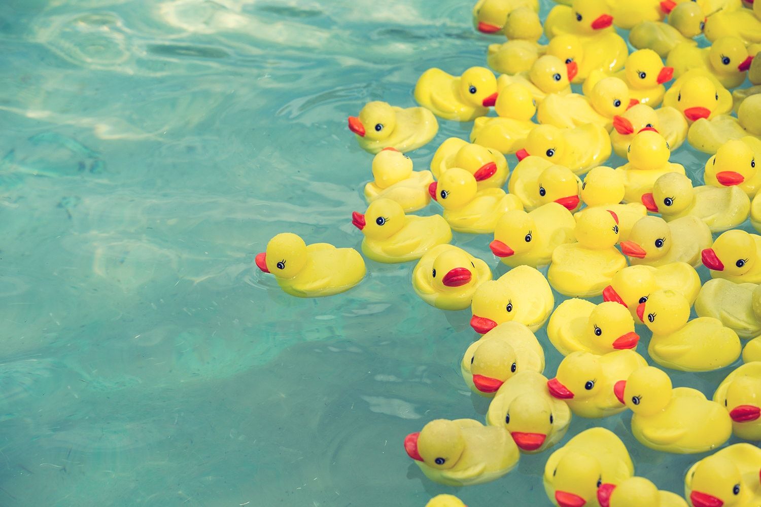 1500x1000 Aesthetic Duck Picture Mallard Ducks Wallpaper