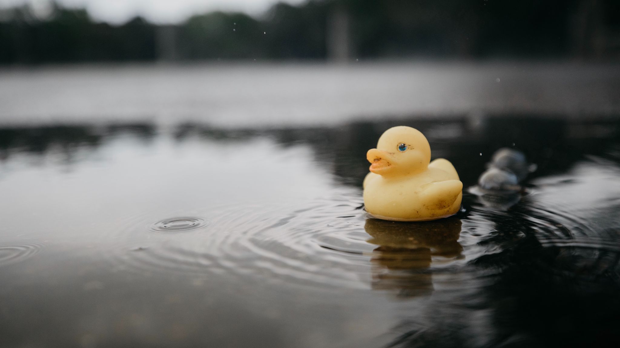 2048x1152 Duck Rubber Wallpaper