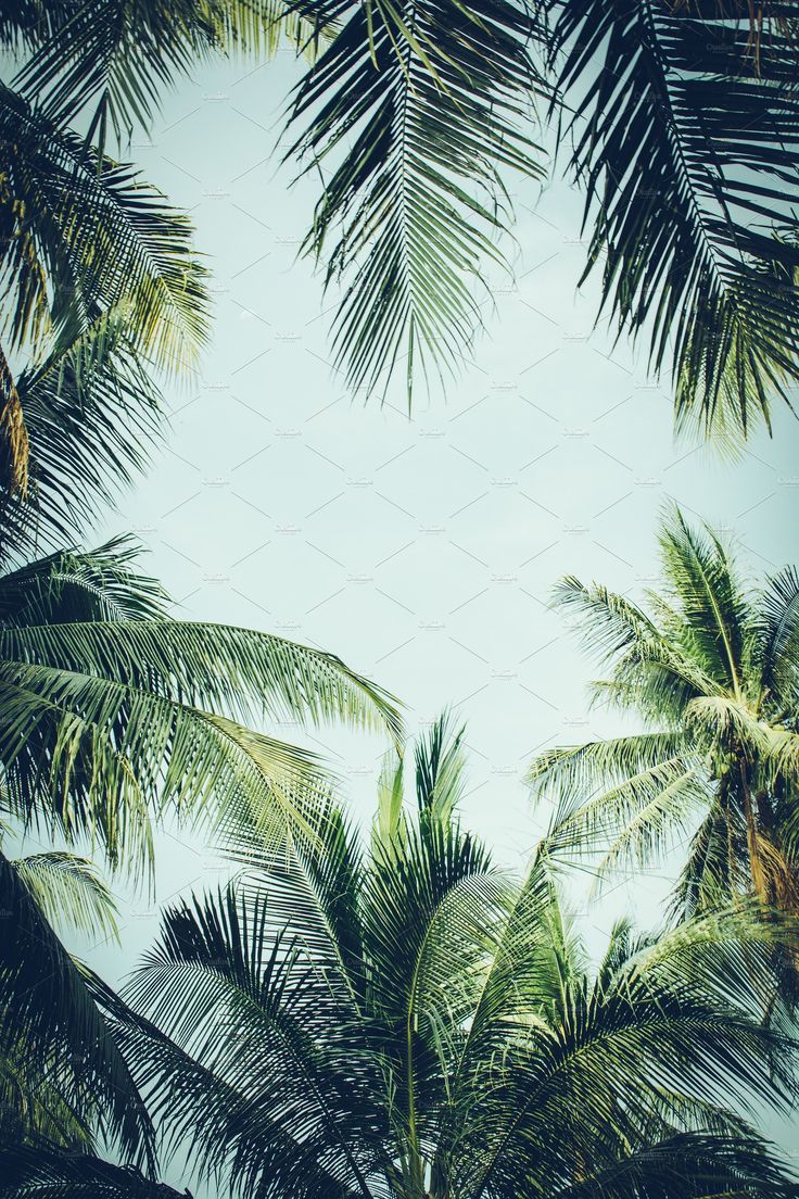 736x1104 Tropical Vibes Background with Palm Trees. Beautiful tropical background, Urban tropical background, Tropical getaway background