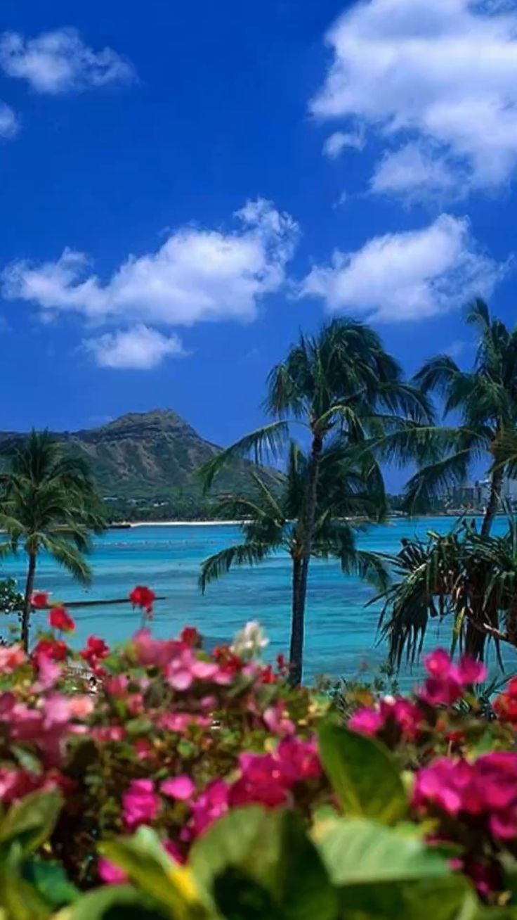 736x1308 tropical vibes