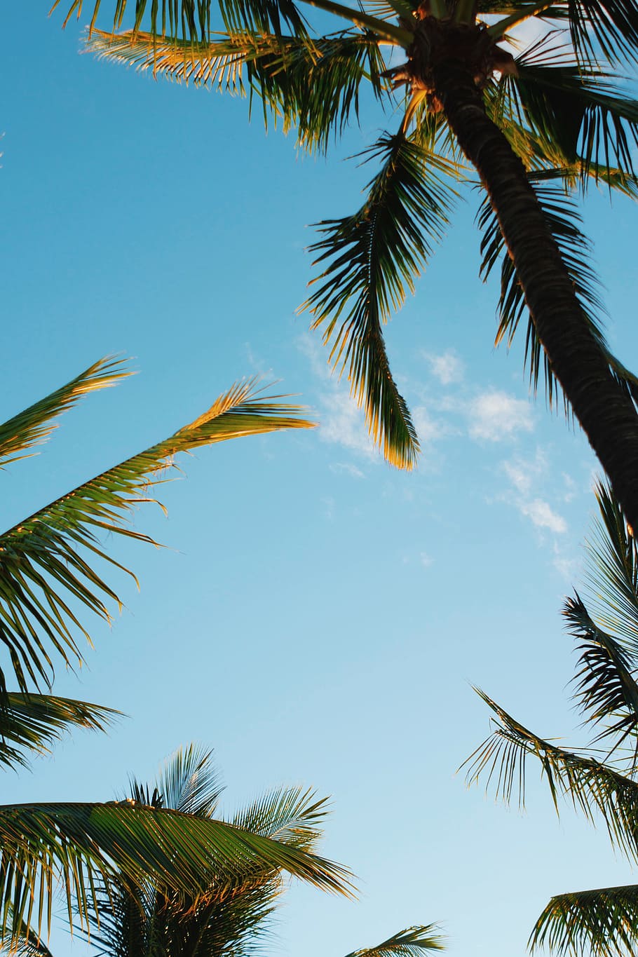 910x1365 Tropical vibes 1080P, 2K, 4K, 5K HD wallpaper free download, sort