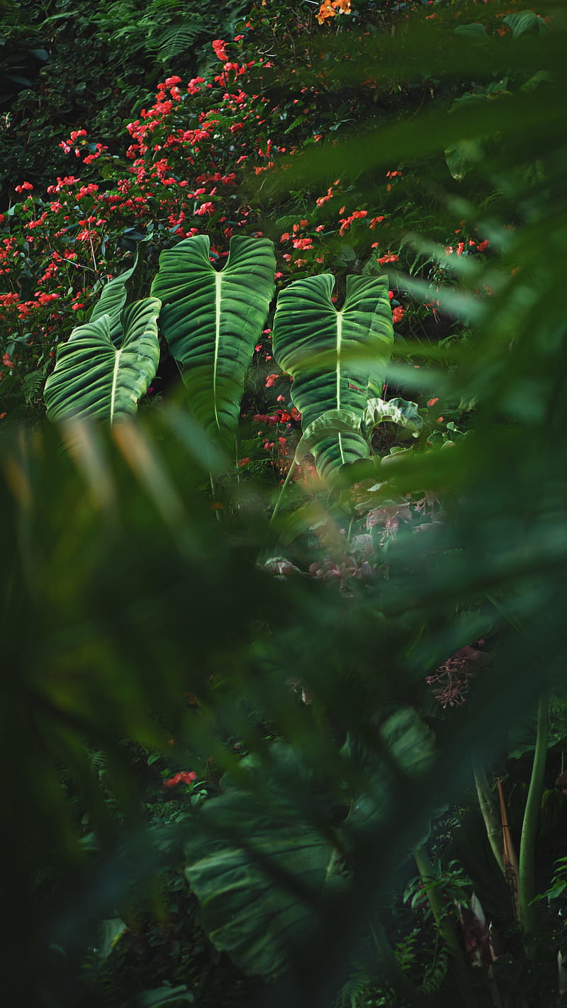 800x1422 Tropical Vibes, bonito, beybe.am, bird, dark, designs, entertainment, fart, flower, HD phone wallpaper