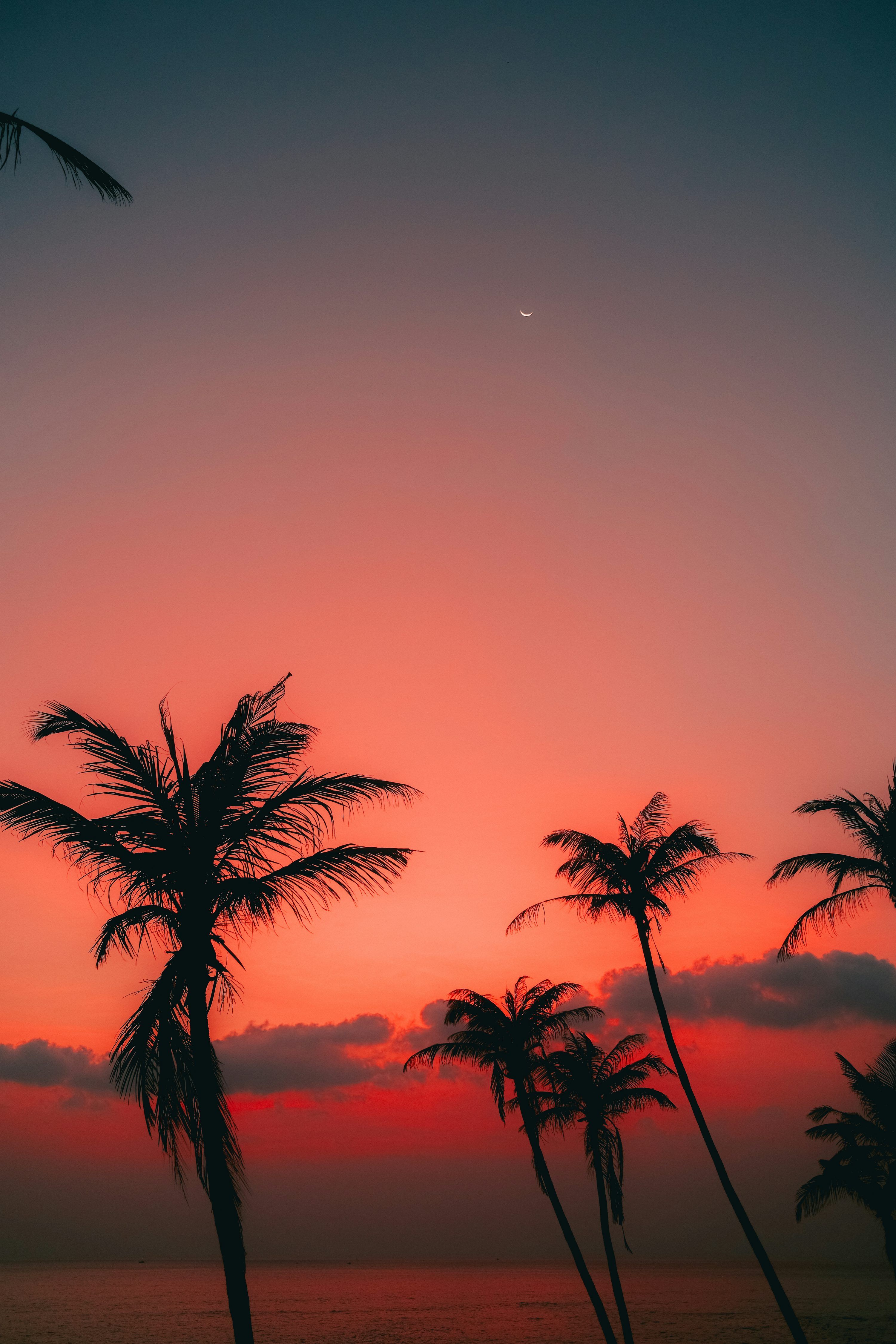 3000x4500 Tropical Beach Picture. Download Free Image