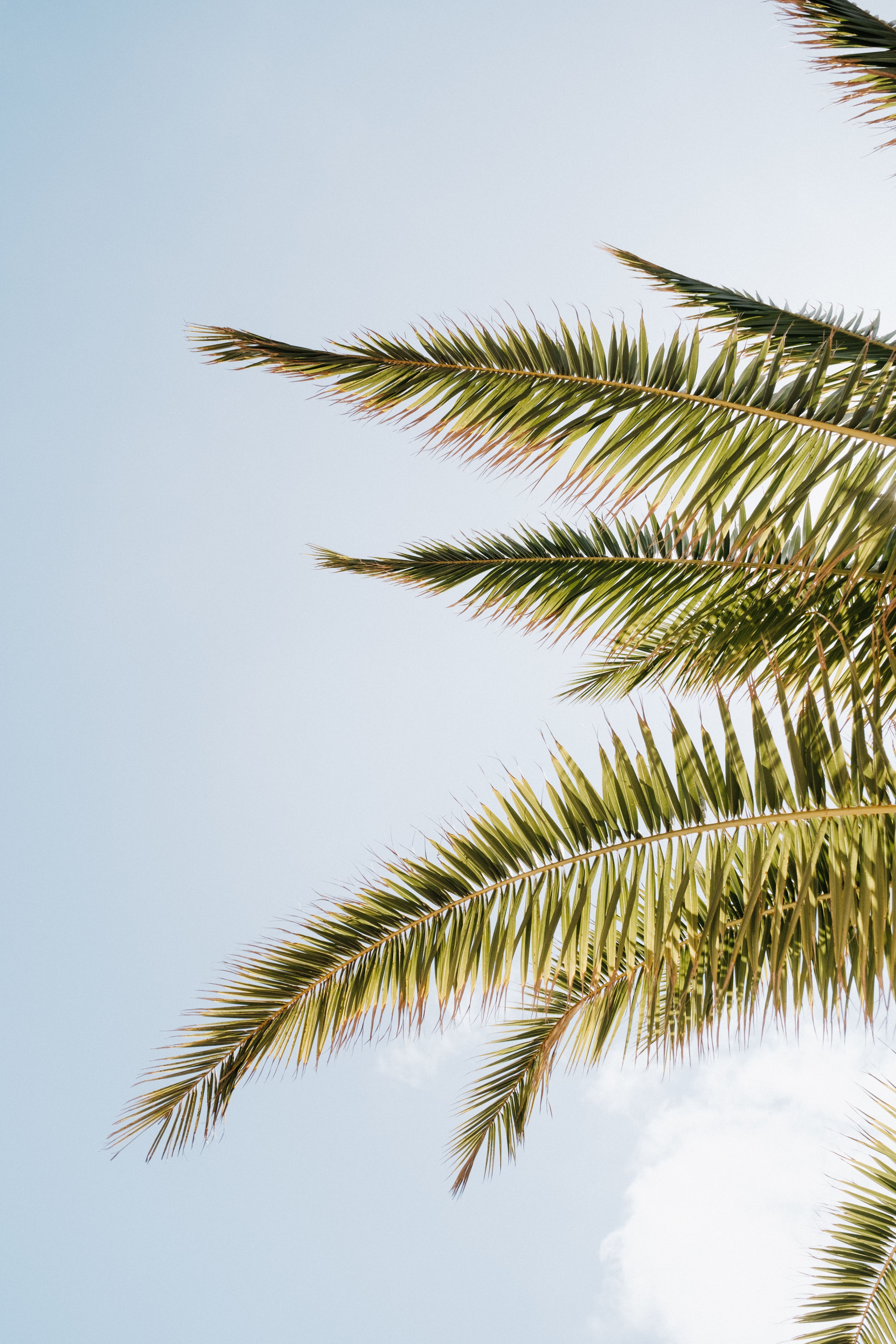 4160x6240 Tropical Vibes Photo, Download The BEST Free Tropical Vibes & HD Image