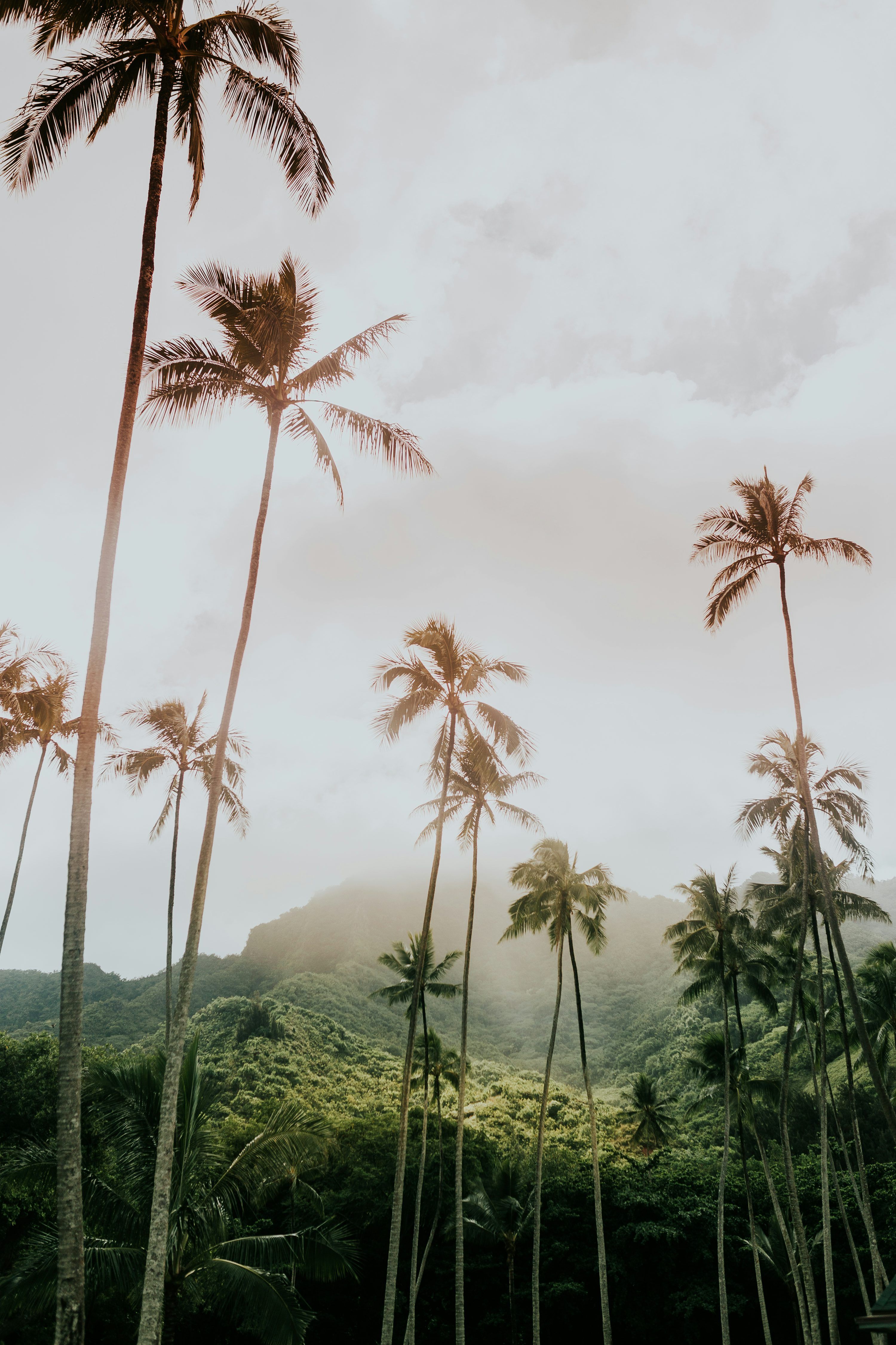 3000x4500 Tropical Vibes Picture. Download Free Image