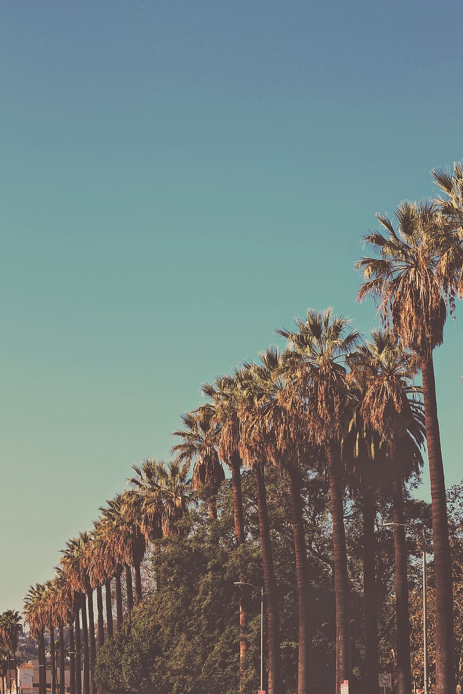 910x1365 Tropical vibes 1080P, 2K, 4K, 5K HD wallpaper free download