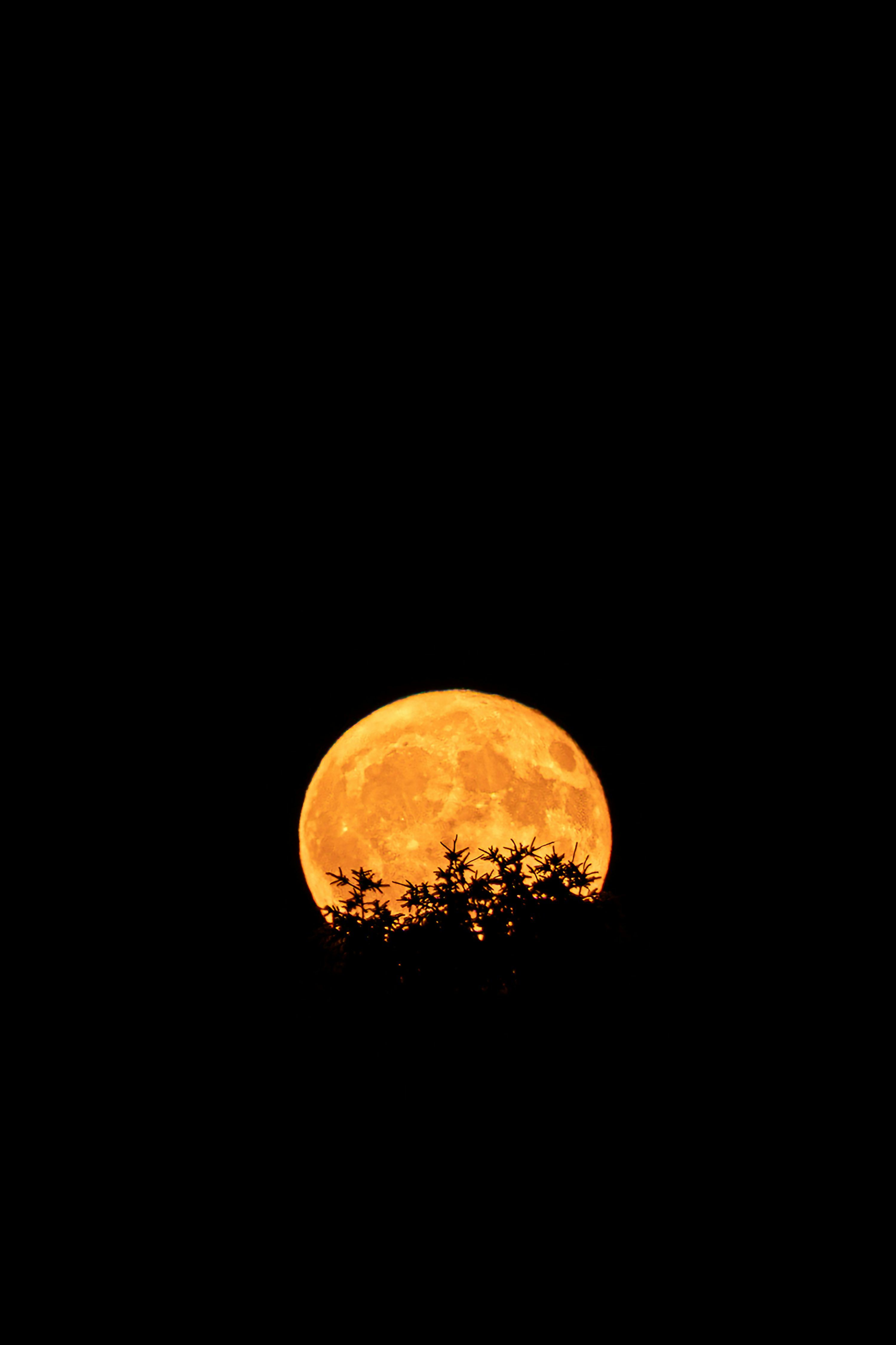 3000x4501 Orange moon shining behind trees. photo