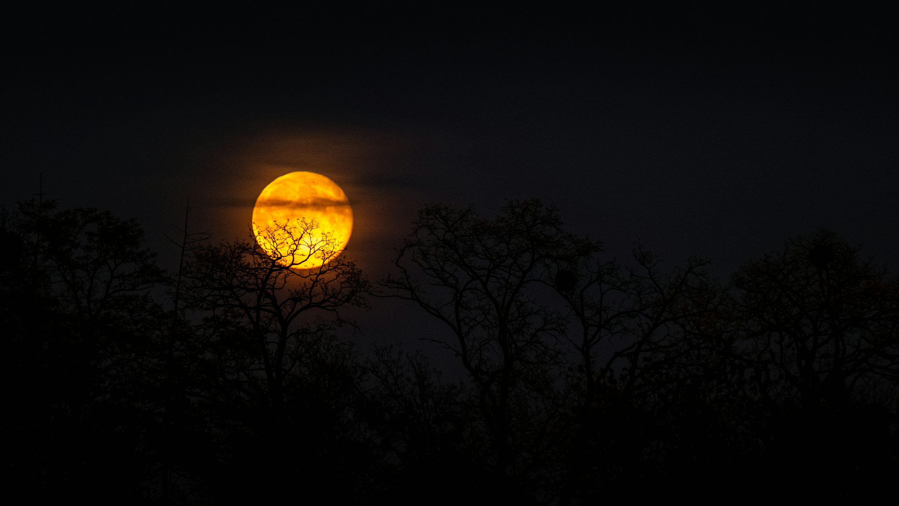 3000x1688 Bright orange moon rising over silhouetted trees at night photo