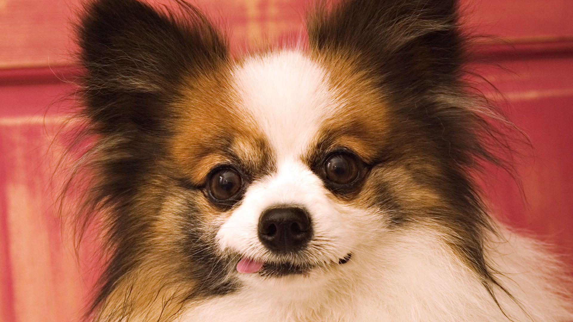1920x1080 Free Papillon 4K Wallpaper & Desktop HD Background for PC