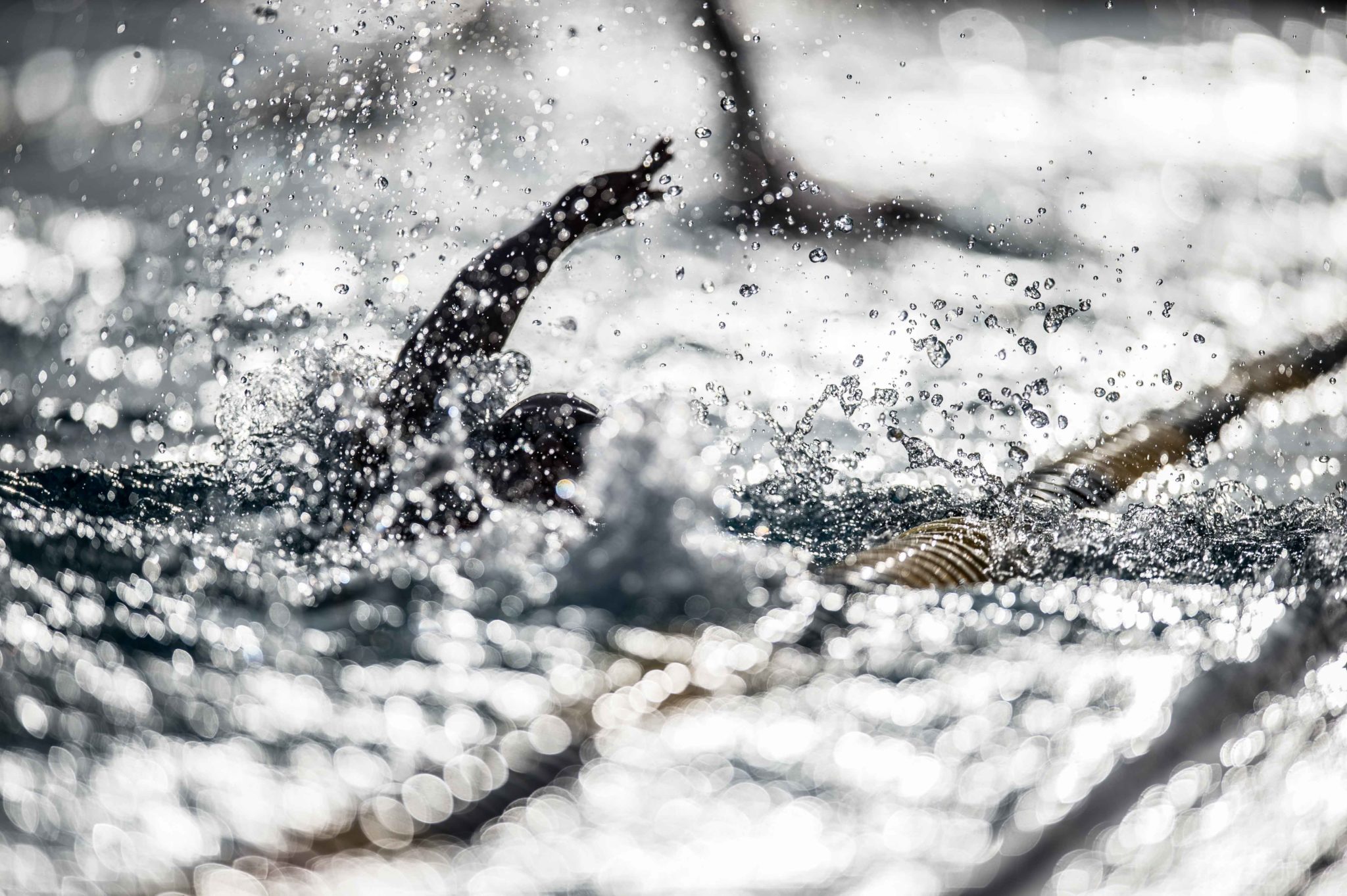 2048x1363 Swim Job: Regency Park Swim Team seeks Head Age Group Coach