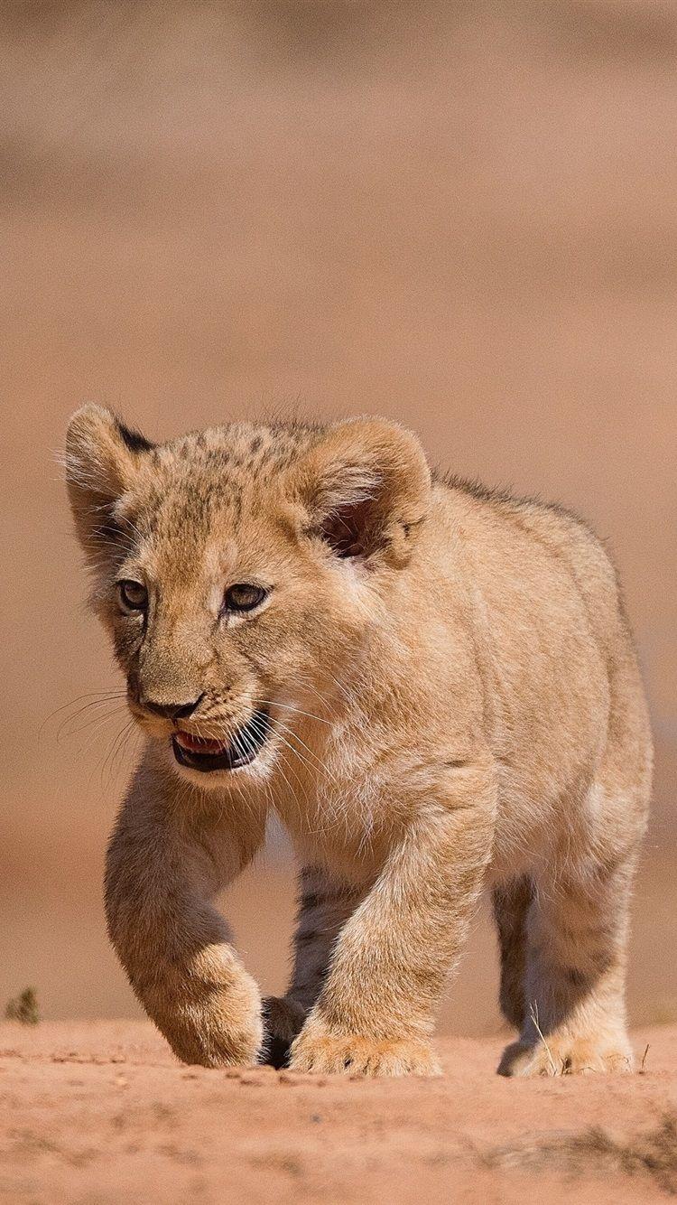 750x1334 Lion Cub Wallpaper HD Wallpaper