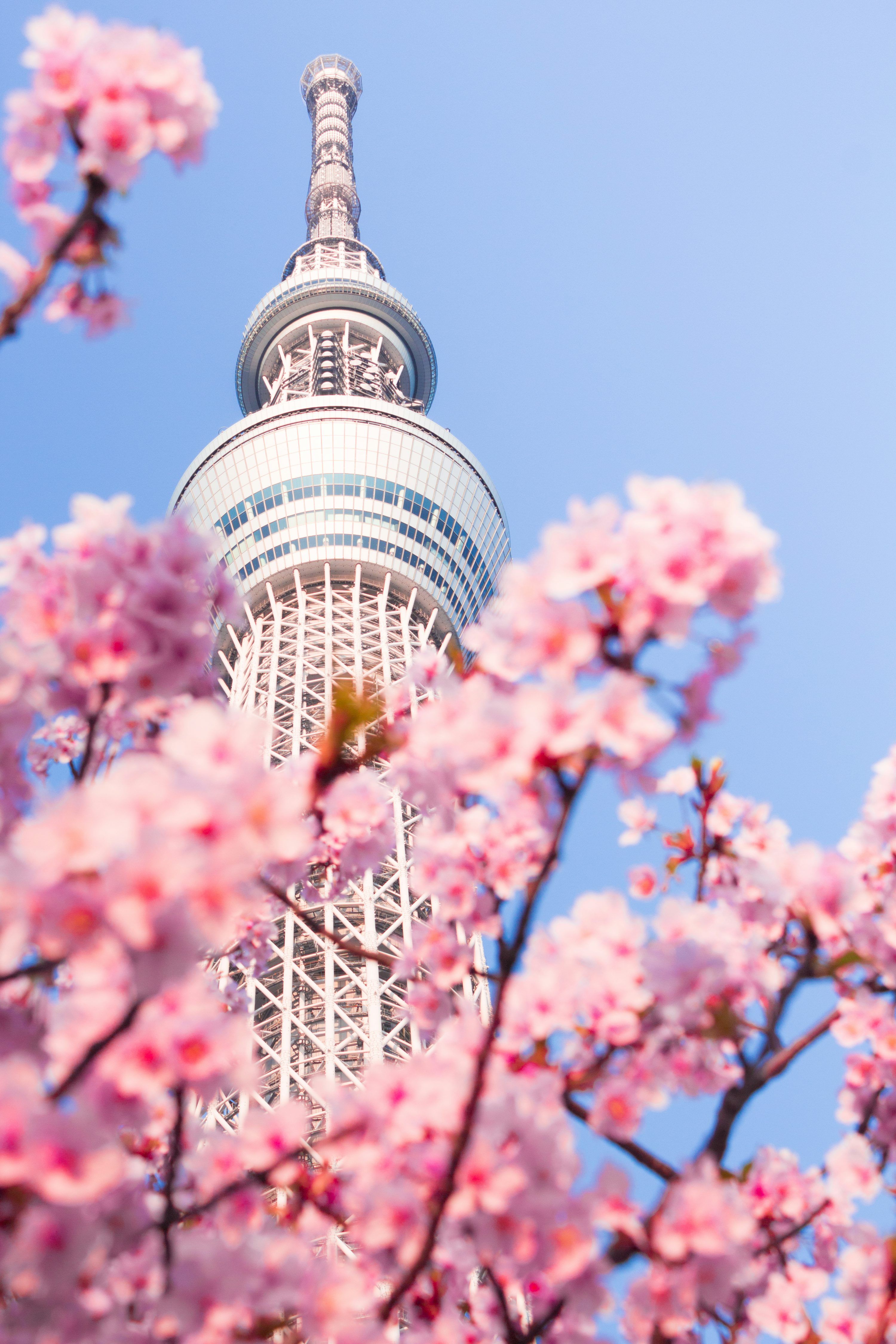 3000x4500 Spring In Japan Picture. Download Free Image