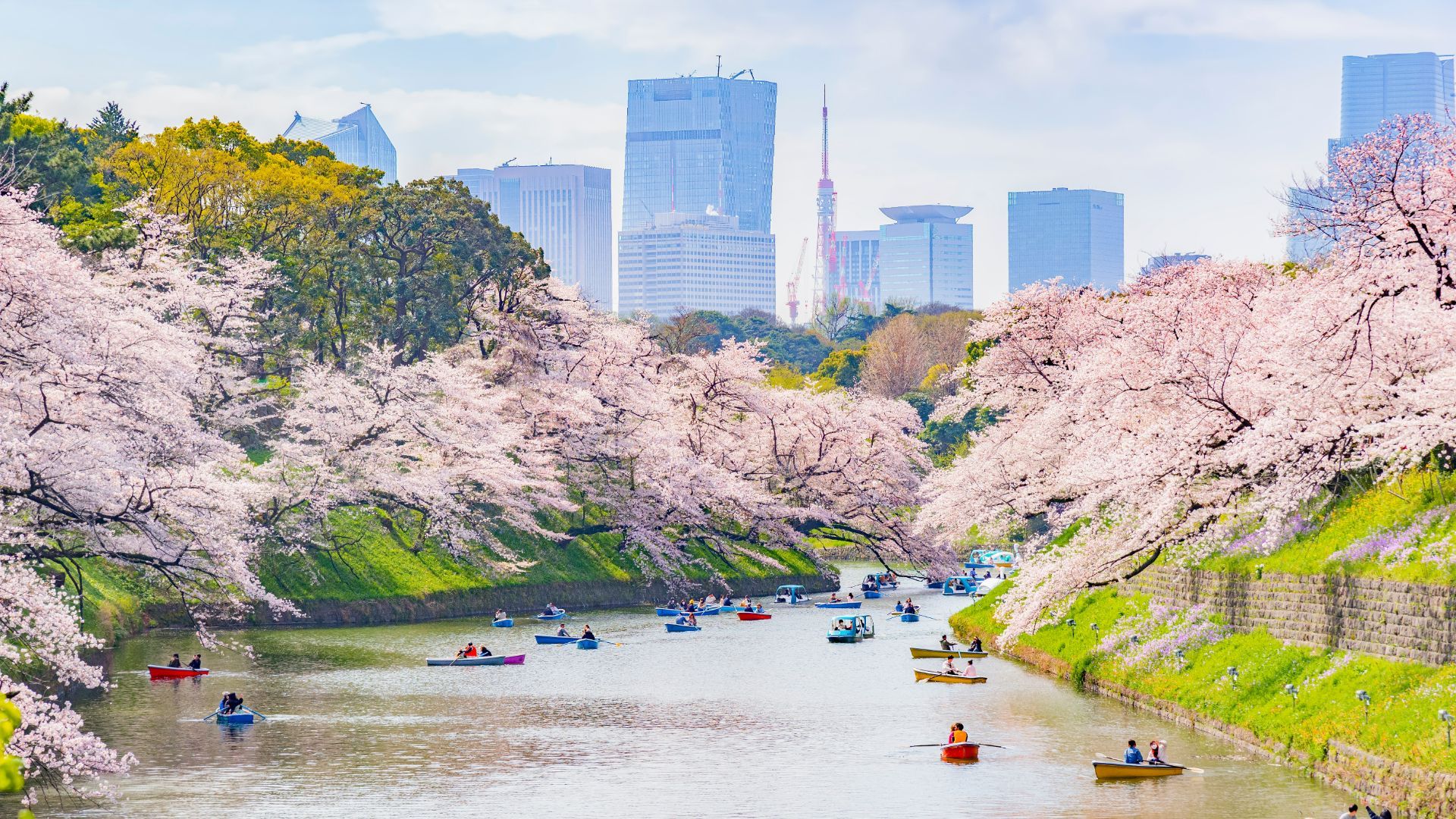 1920x1080 Tokyo in Spring (March, April, May): The Best Things to Do