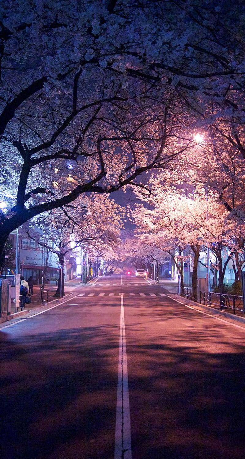 800x1497 HD spring in tokyo wallpaper