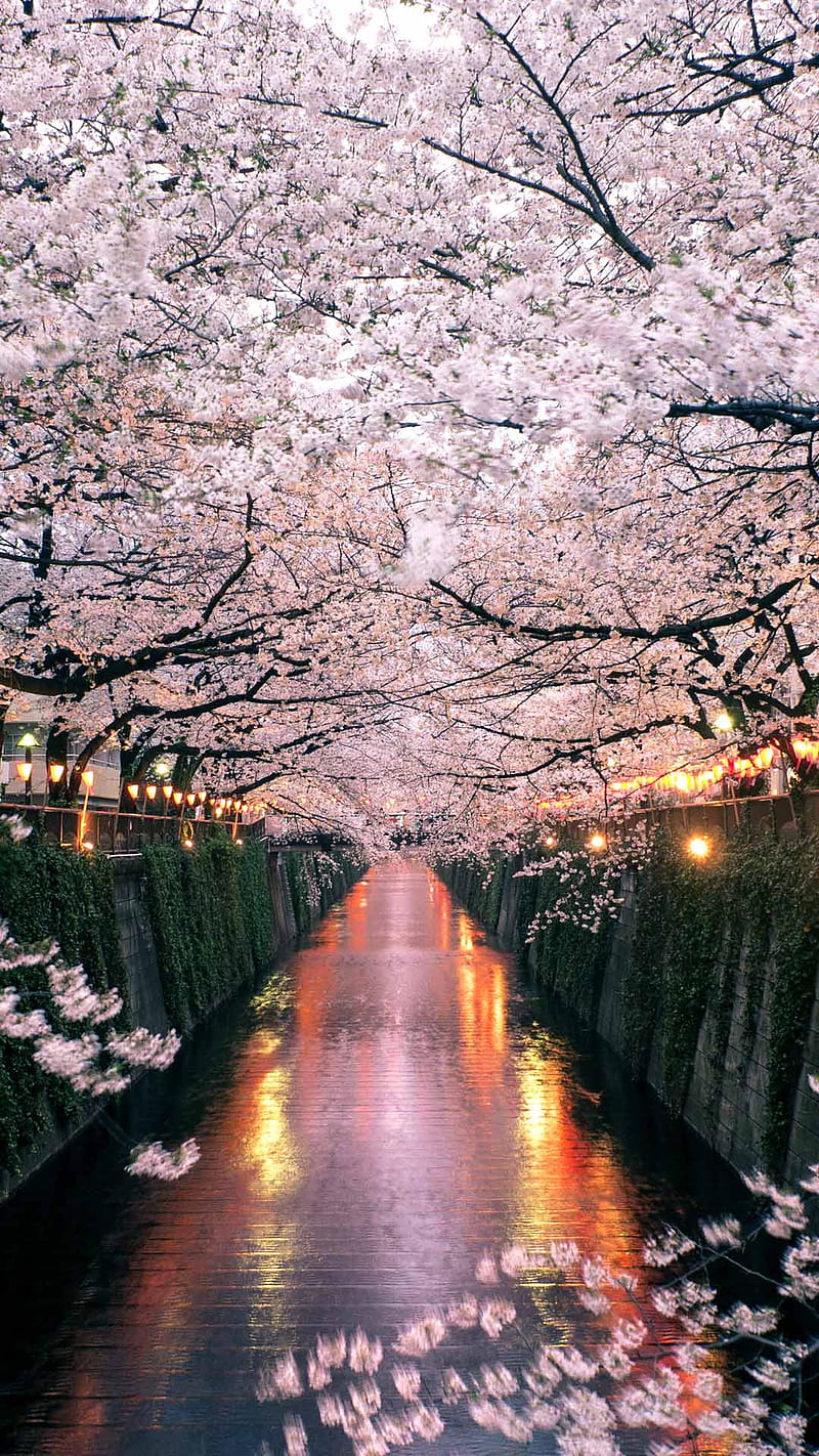 800x1422 Cherry Blossom, forest, japan, moguro, rainy, season, tokyo, weather, winter, HD phone wallpaper
