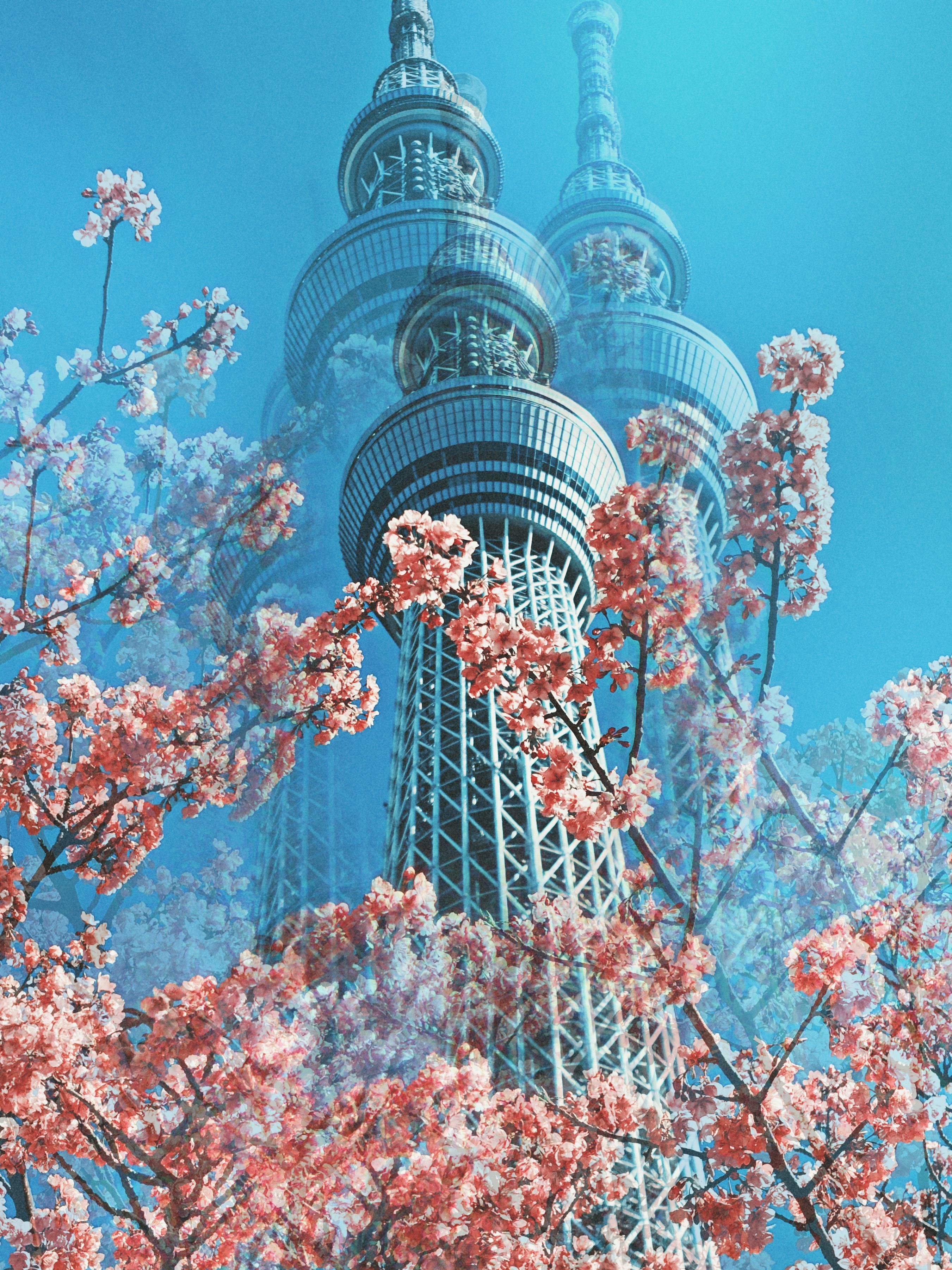 2702x3604 Tokyo Skytree with Cherry Blossoms in Spring · Free