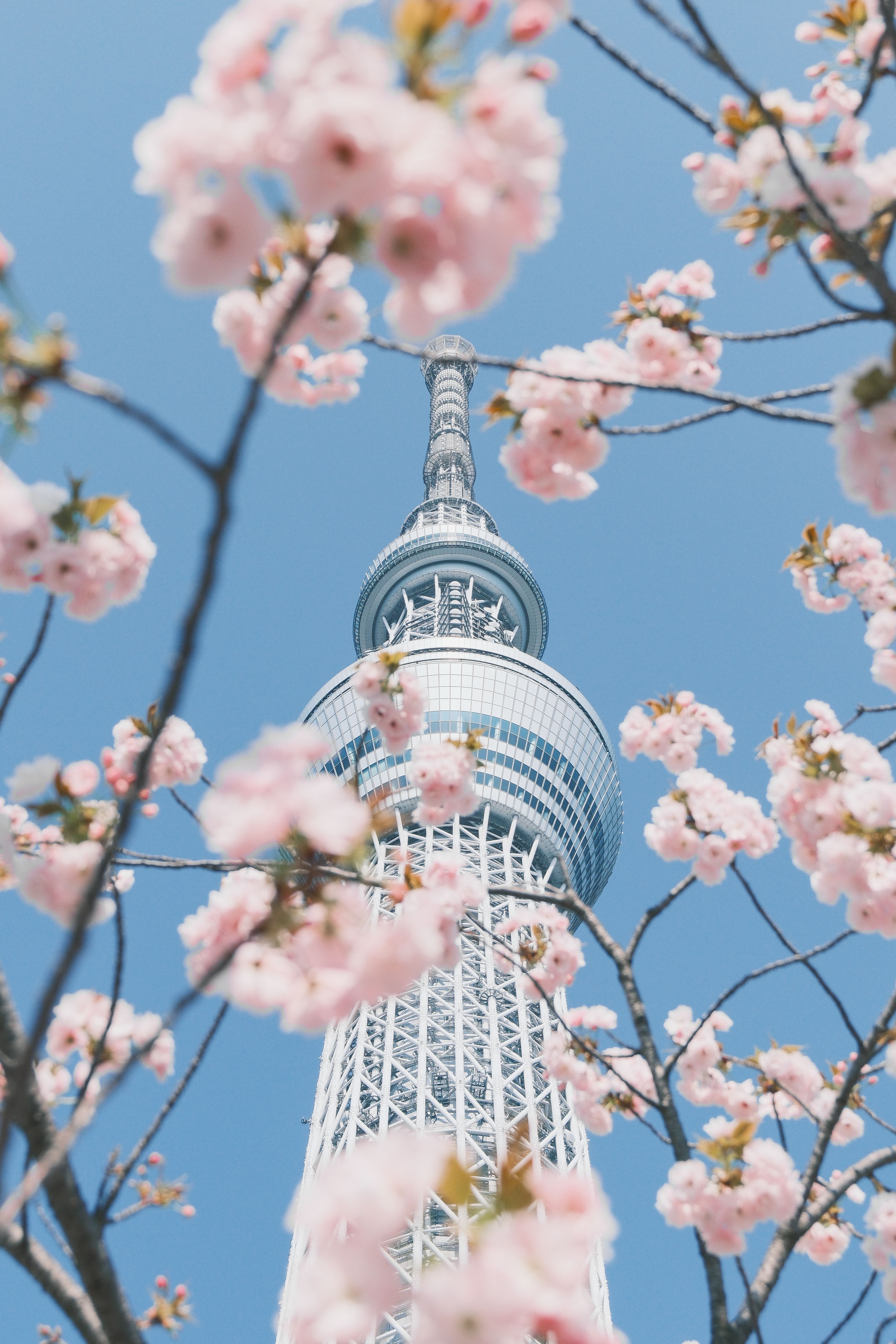 4237x6356 Tokyo Skytree with Cherry Blossoms in Spring · Free