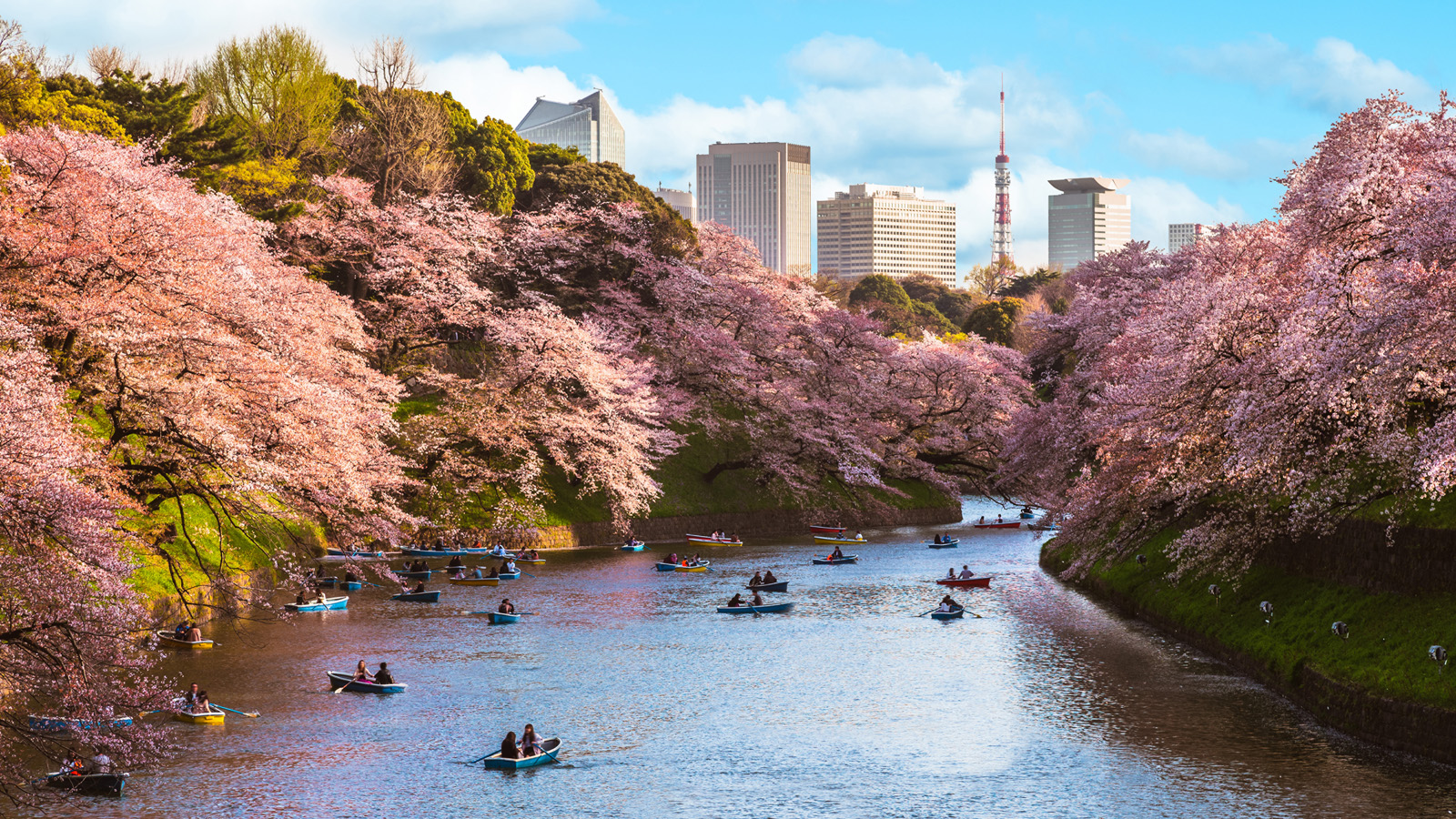 1600x900 Follow the Cherry Blossom Trail: Tokyo's 10 Best Sakura Viewing Spots