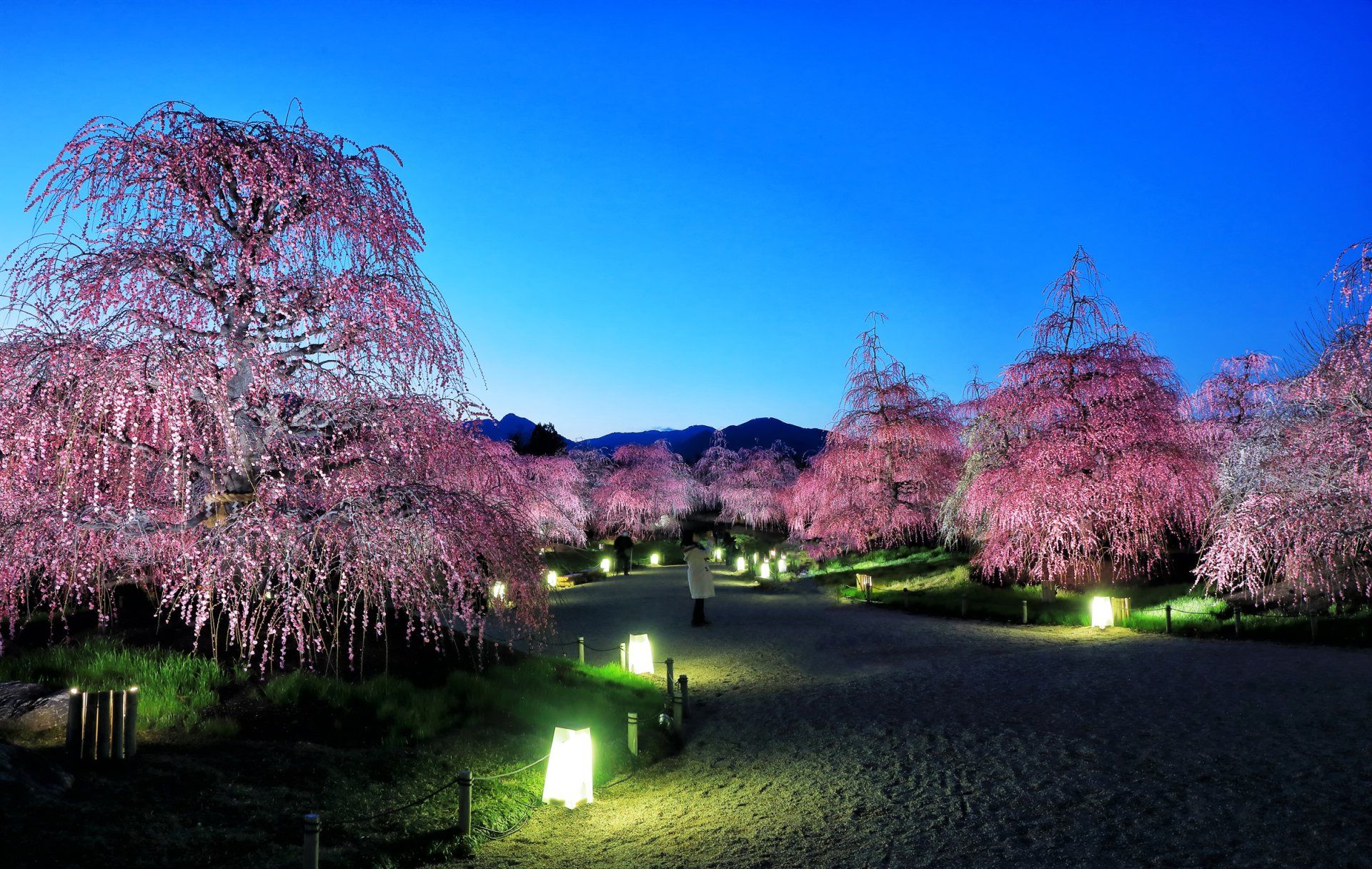 1920x1216 Spring Sakura Nights: Tokyo Park in Bloom HD Wallpaperx1520