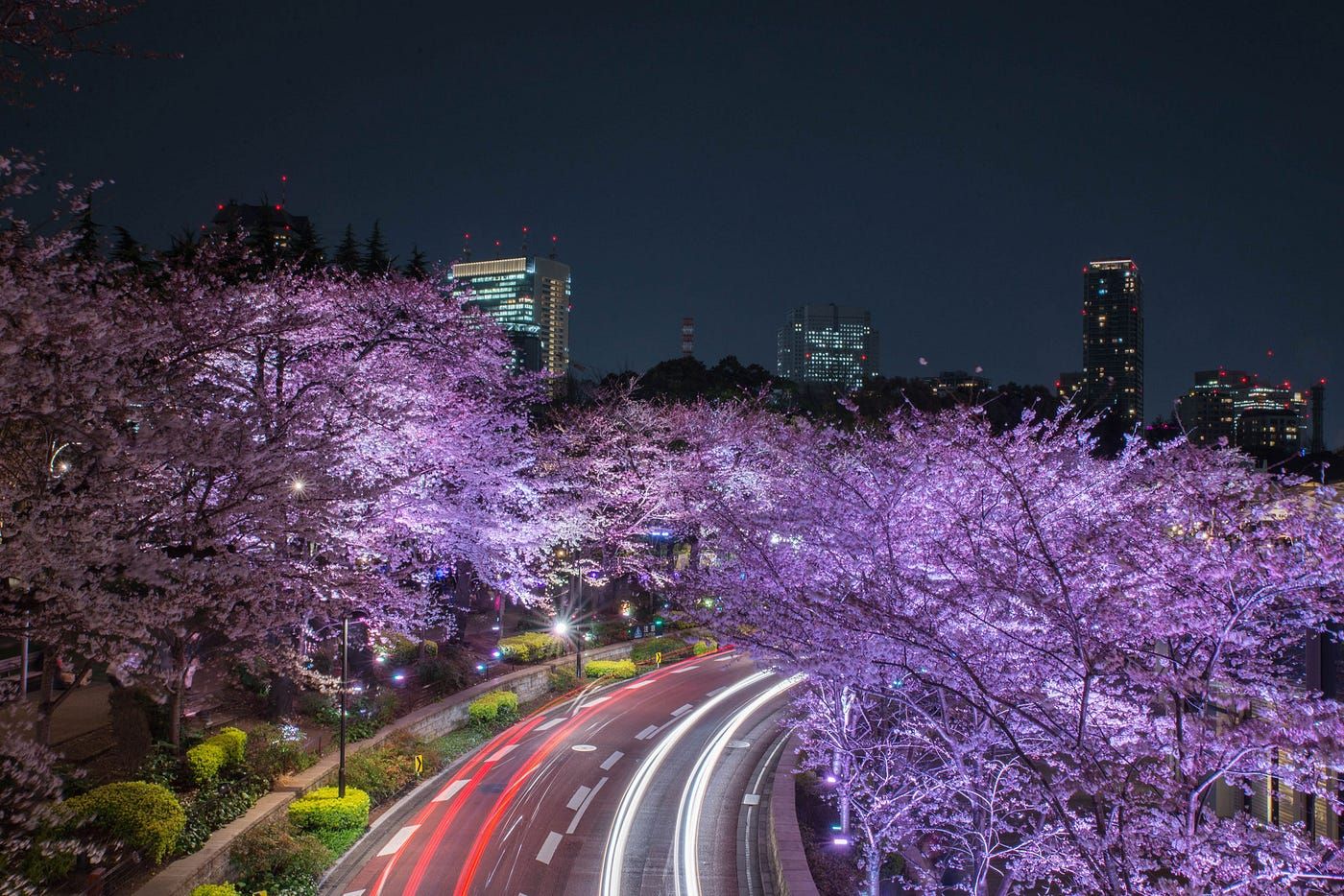 1400x934 Tokyo's Must See Cherry Blossom Spots. By Barrett Ishida