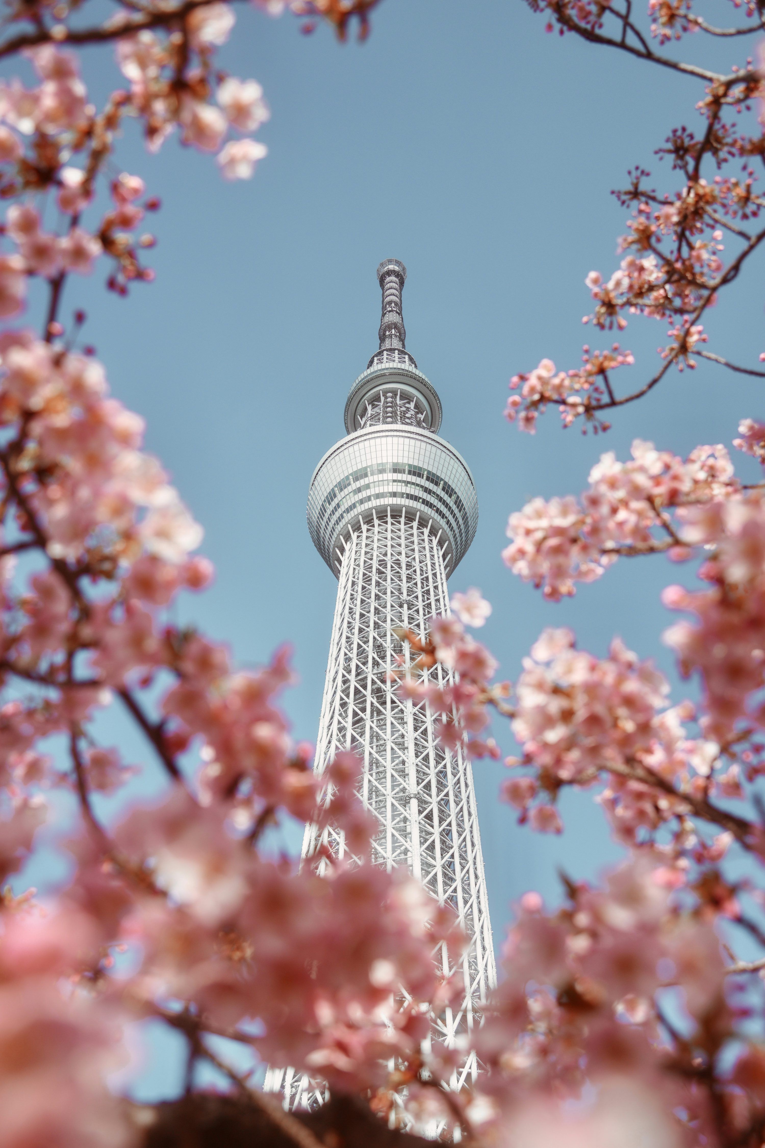 3000x4501 Tokyo skytree surrounded by beautiful cherry blossoms. photo