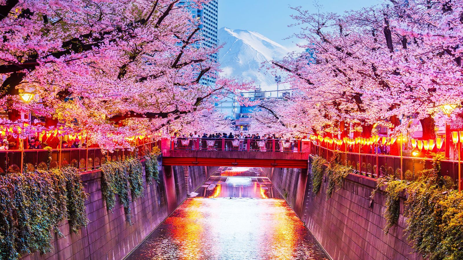 1600x900 From Srinagar to Tokyo: 5 best destinations in Asia to witness stunning spring flower blooms
