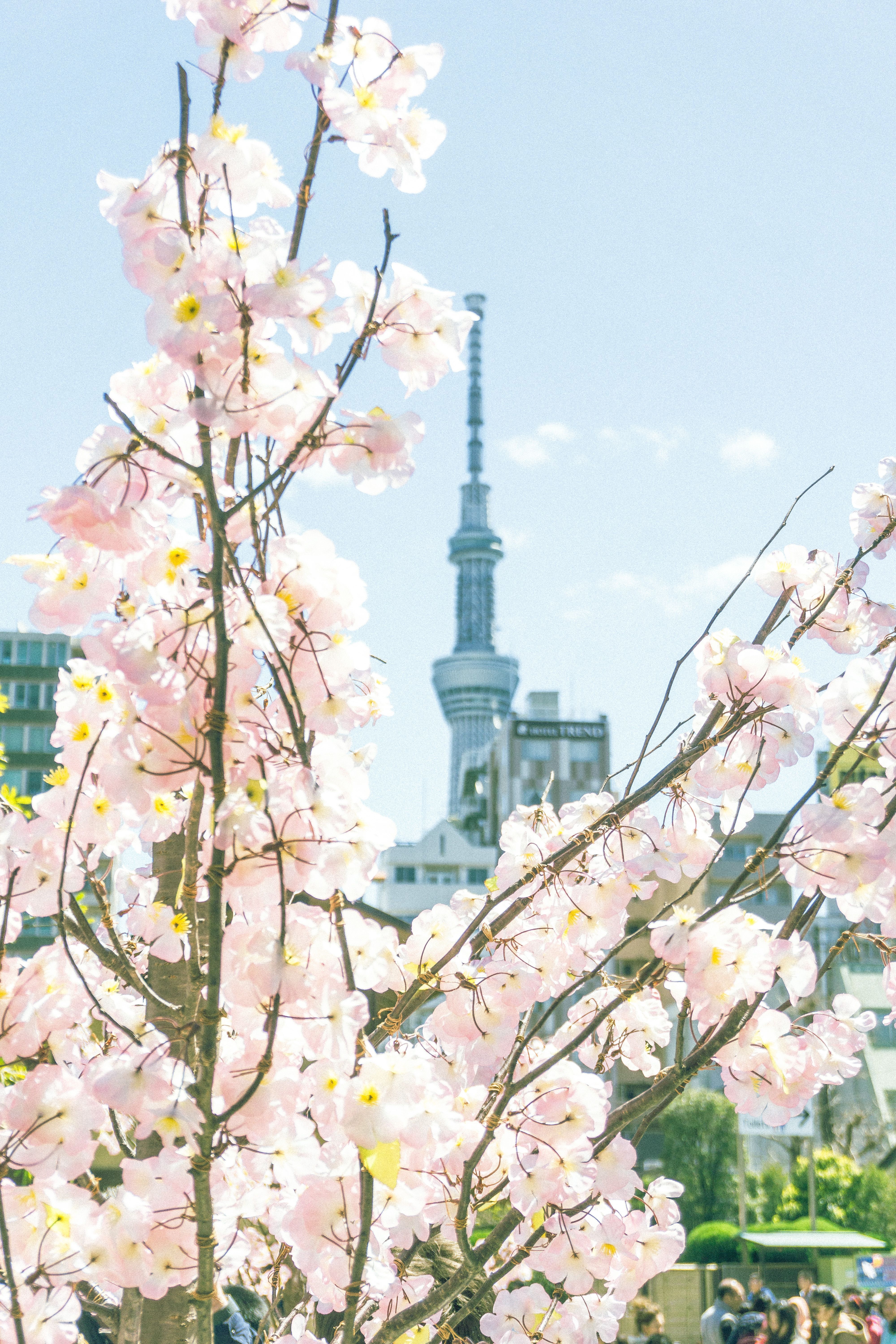 4000x6000 Cherry Blossoms with Tokyo Skytree in Spring · Free