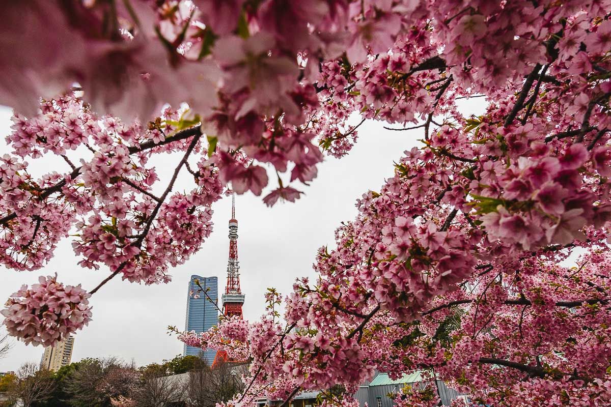 1200x800 Best Tokyo Cherry Blossom Spots: Where to See Sakura in Spring