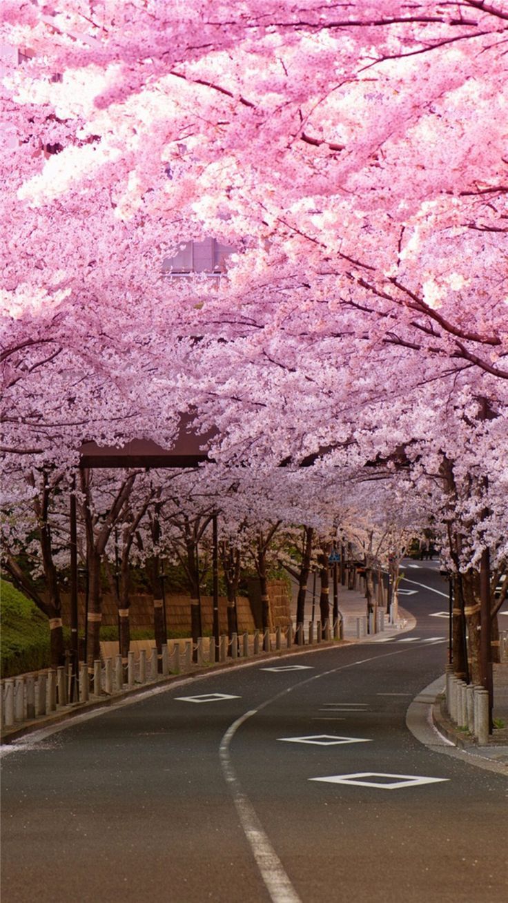 736x1308 Bright Cherry Blossom Road iPhone 8 Wallpaper
