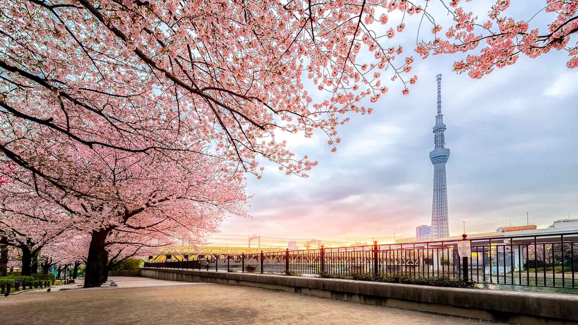 1920x1080 Cherry Blossoms in Tokyo: 15 Best Places To See Sakura