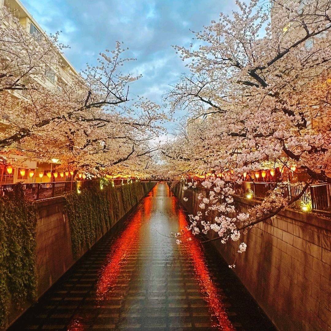 1080x1080 Most popular Cherry Blossom in Tokyo. Trip.com Tokyo