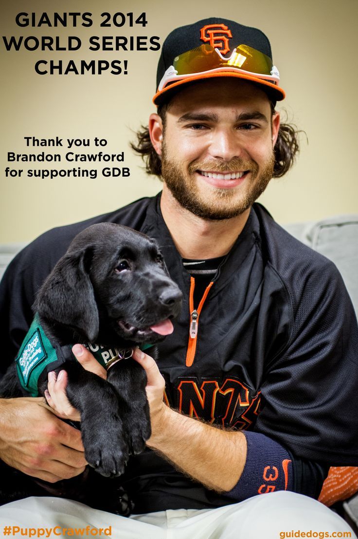 736x1106 SF Giants Shortstop Brandon Crawford with #PuppyCrawford. CONGRATS TO THE GIANTS 2014 WORLD SERIES CHAMPIONS!!!