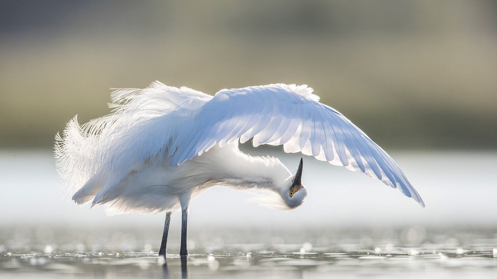 1920x1080 Snowy egret preening, central Florida, United States
