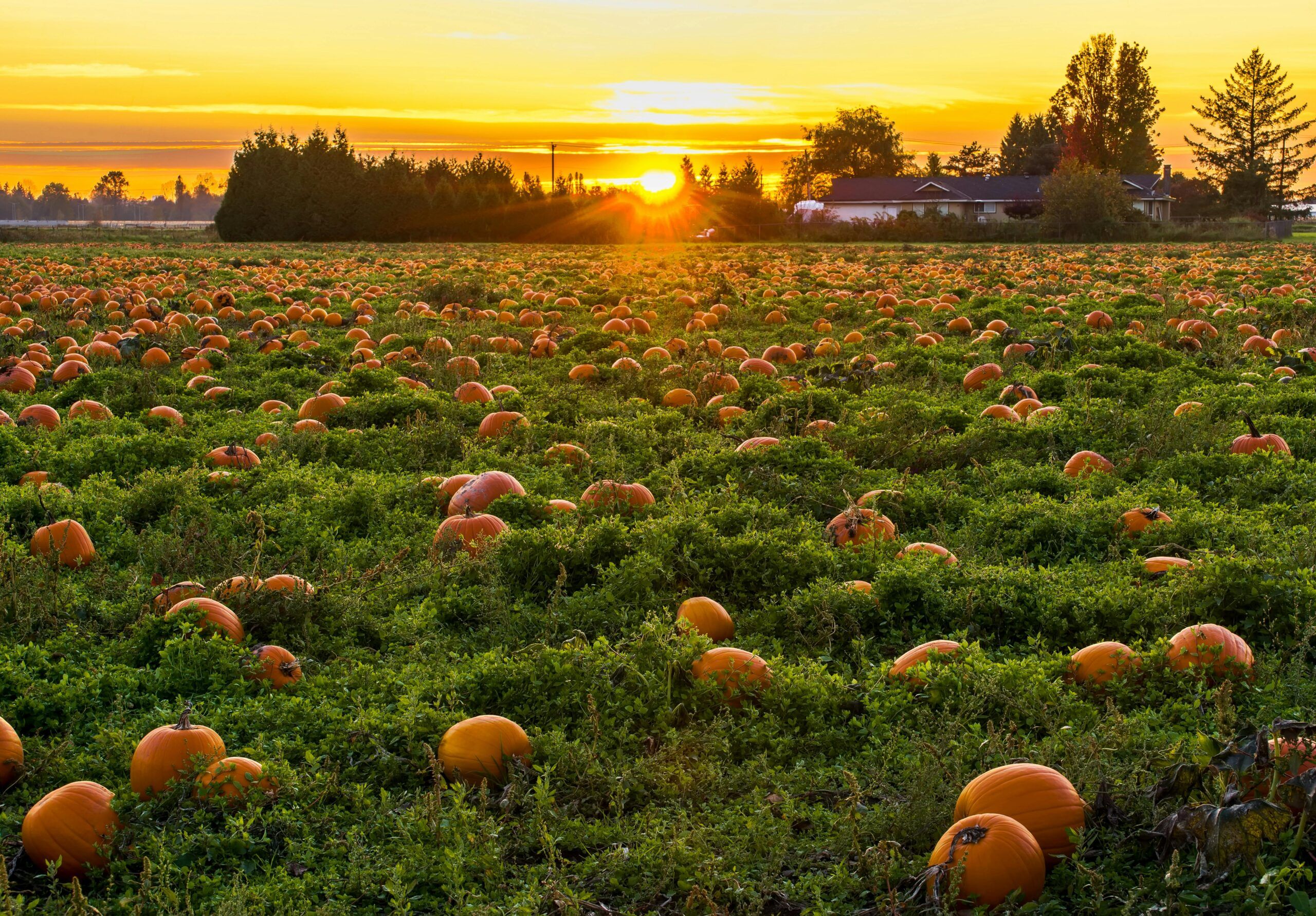 2560x1782 Central Florida Fall & Halloween Festivals 2025