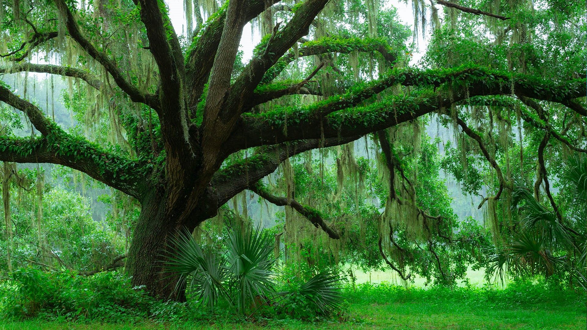 1920x1080 Moss on Southern Live Oak tree (Quercus Virginiana), Central Florida, USA. Windows Spotlight Image