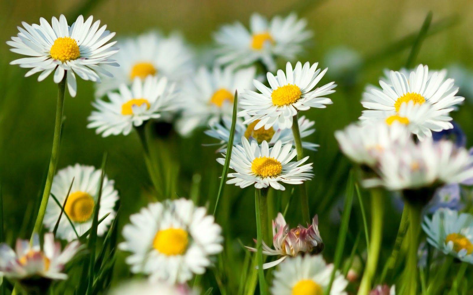 1600x1000 Desktop flowers for background wallpaper