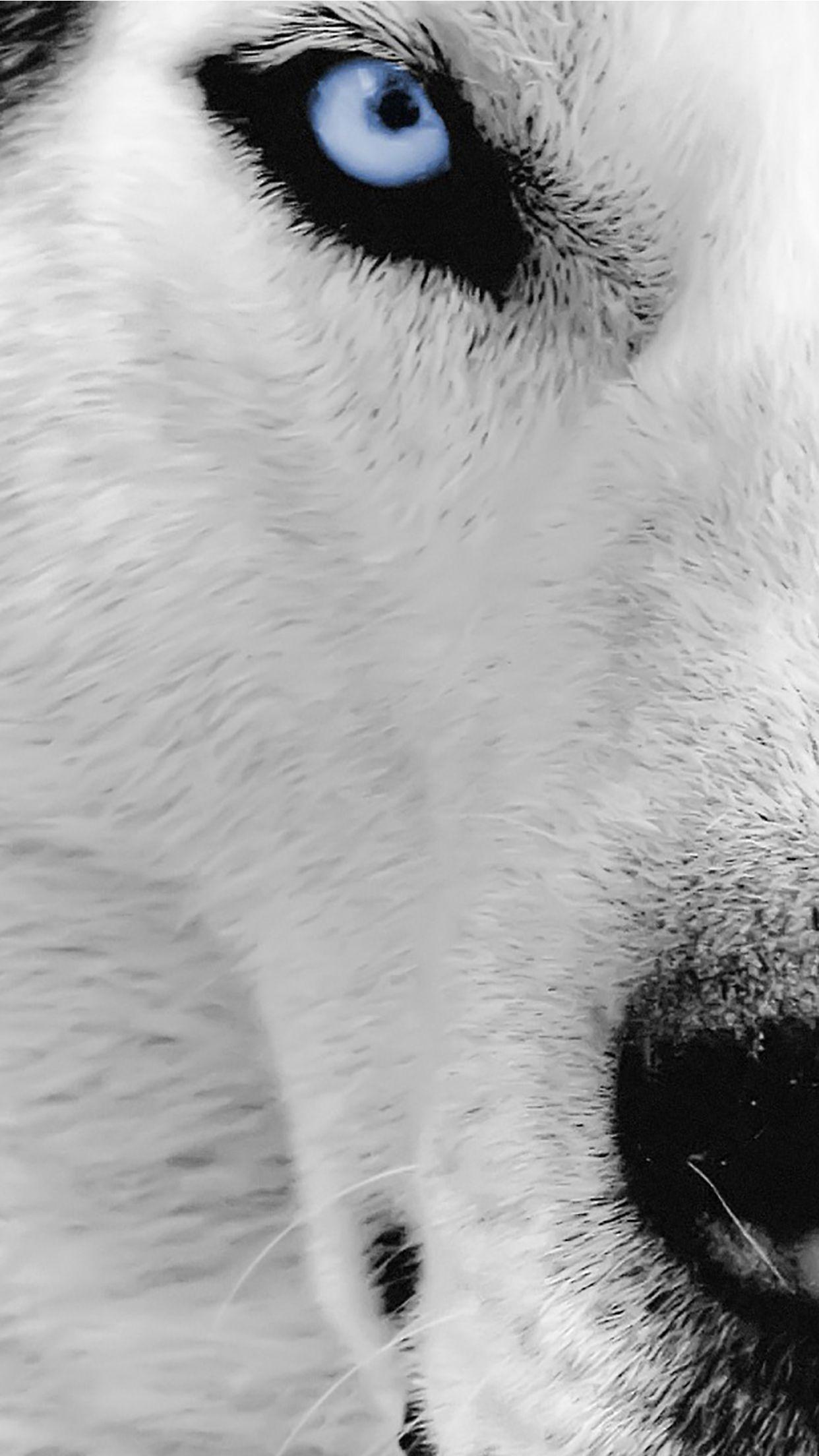 1242x2208 Wolf Eye Wallpaper for iPhone Pro Max, X, 6