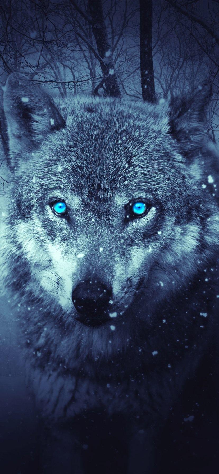 828x1792 Wolf, Blue Eyes, Snowy, Winter, Forest 1242x2688 IPhone 11 Pro XS Max Wallpaper, Background, Picture, Image