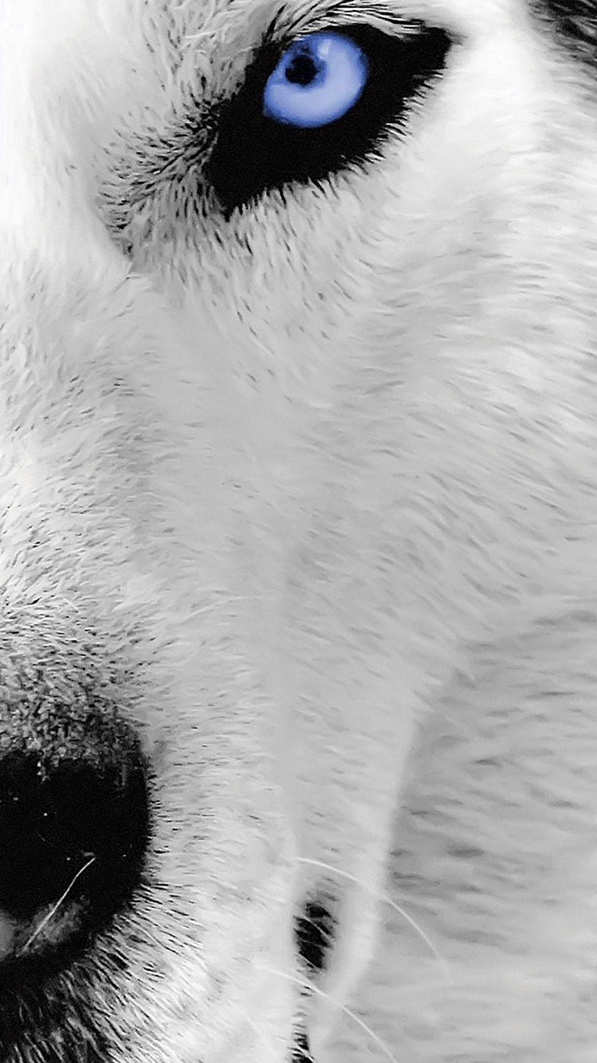 Wolf Eye iPhone Wallpapers - Top Free Wolf Eye iPhone Backgrounds ...