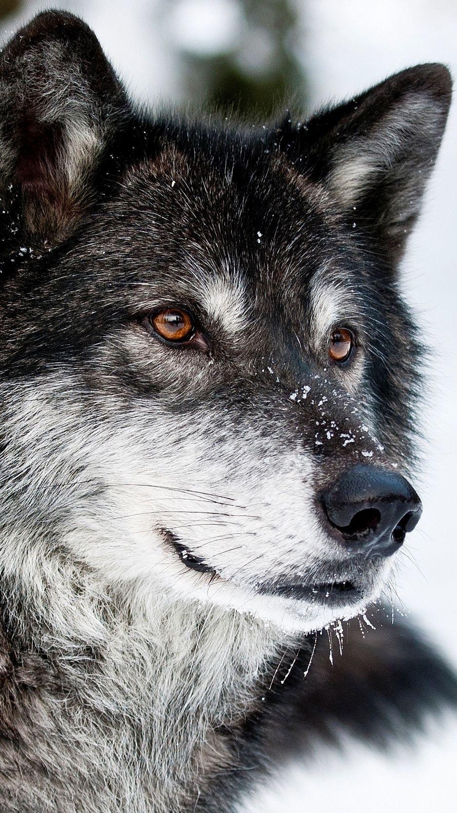 938x1668 Download Wallpaper 938x1668 Wolf, Muzzle, Eyes, Predator Iphone 8 7 6s 6 For Parallax HD Background