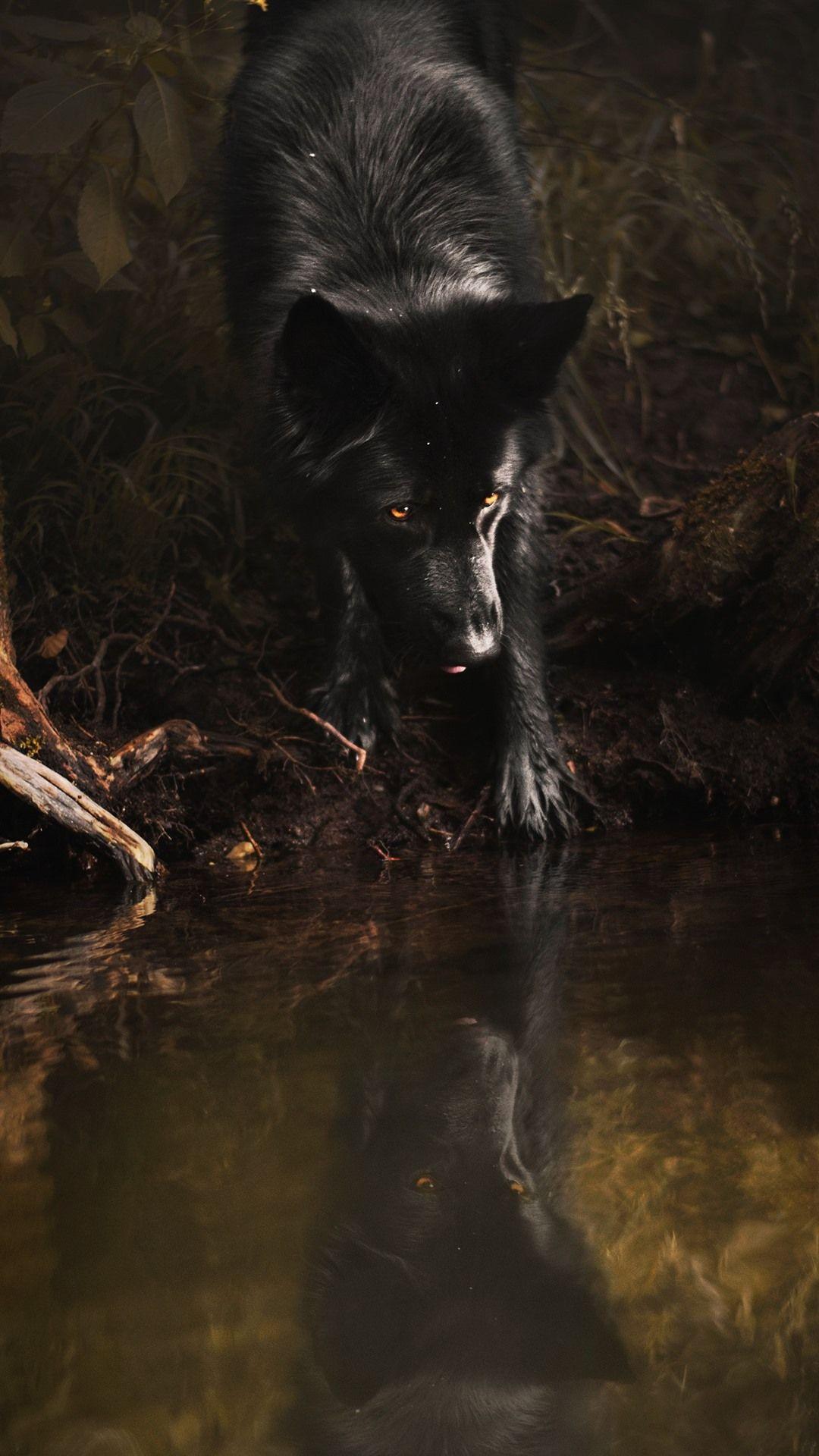 1080x1920 Black Wolf, Yellow Eyes, Water 1125x2436 IPhone 11 Pro XS X Wallpaper, Background, Picture, Image