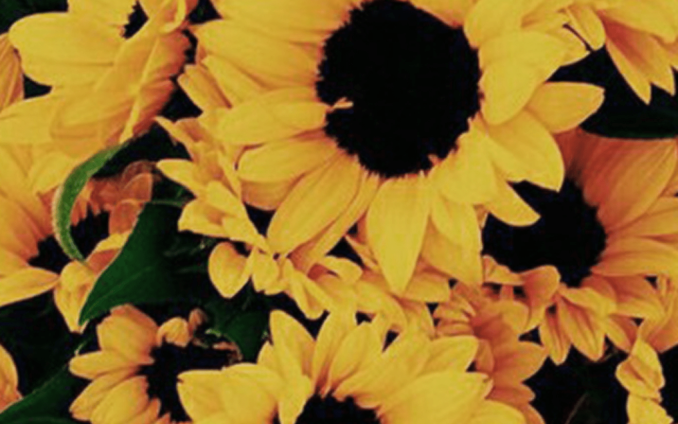 Aesthetic Sunflower Computer Wallpapers Top Free Aesthetic Sunflower Computer Backgrounds 2611