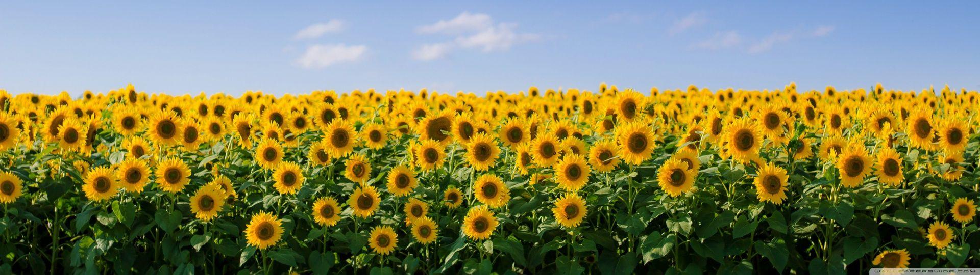 1920x540 Sunflower Field Aesthetic Ultra HD Desktop Background Wallpaper for 4K UHD TV : Widescreen & UltraWide Desktop & Laptop : Multi Display, Dual & Triple Monitor : Tablet