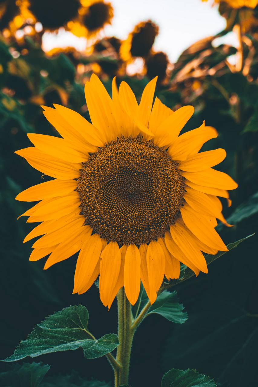 853x1280 Sunflower Free HD Wallpaper