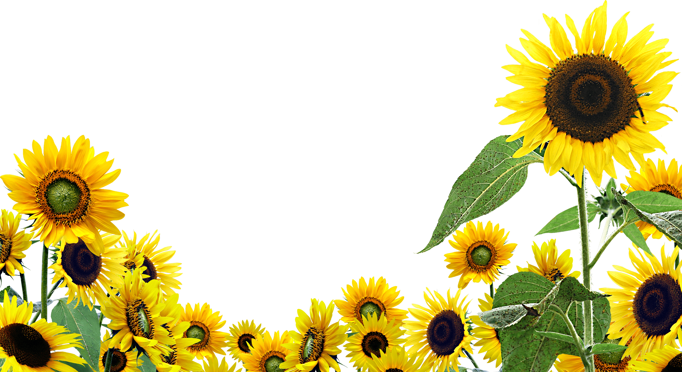 2333x1271 Sunflower Computer Wallpaper