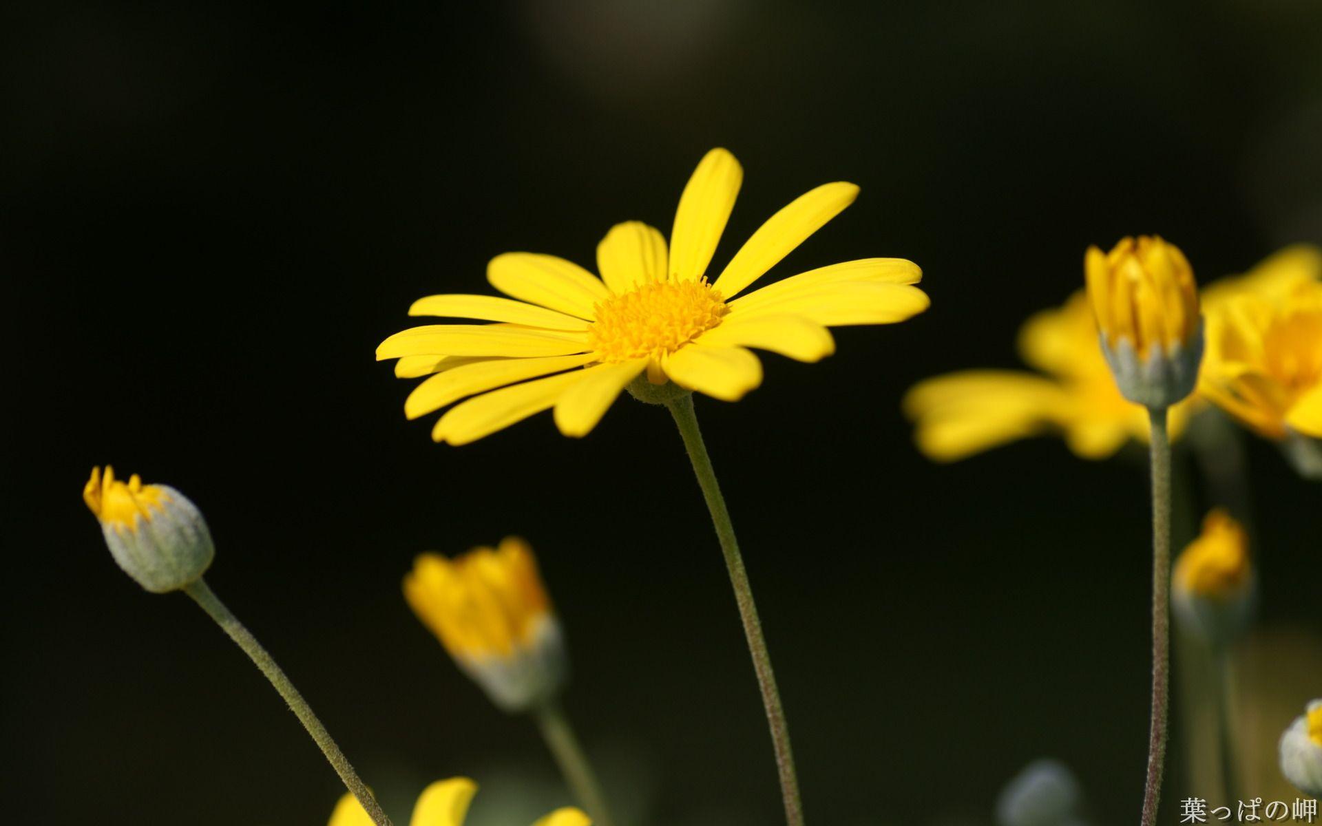1920x1200 Beautiful Flower Wallpaper