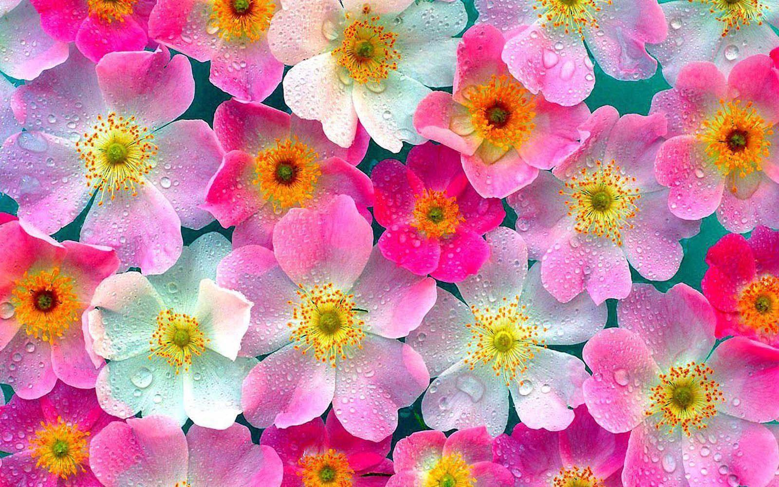 Flowers Laptop Wallpapers - Top Free Flowers Laptop Backgrounds -  WallpaperAccess